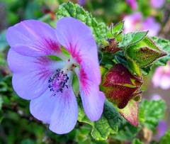 African mallow (Anisodontea)