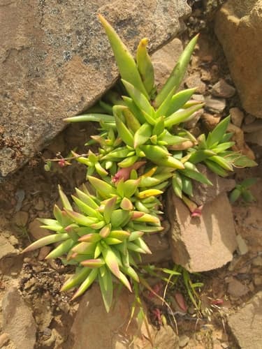 Campfire Plant (Crassula capitella)