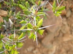 Acanthodium clementis (Acanthodium)