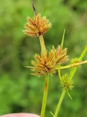 Sharp-edged flatsedge (Cyperus cuspidatus)