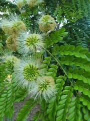 Japanese Blueberry Tree (Jupunba glauca)