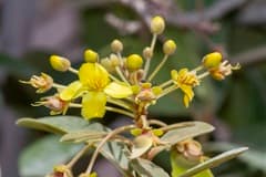 Acridocarpus (Acridocarpus)