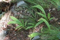 Japanese Sedge (Carex siderosticta)