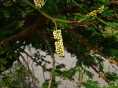 Black cutch (Acacia chundra)
