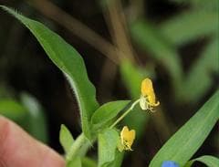 Blue Dayflower (Commelina boehmiana)