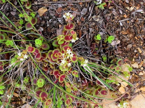 Calico Kitten (Crassula pellucida)