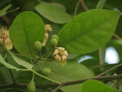 Bael (Aegle marmelos)