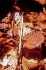 Ghost Orchid (Epipogium)