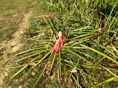 Serra bromeliad (Bromelia serra)