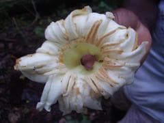 Climbing Anthocleista (Anthocleista scandens)