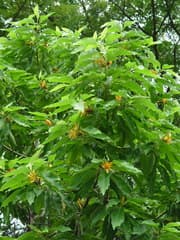 Magnolia (Michelia)