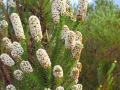 Ribbon plant (Amphiglossa)