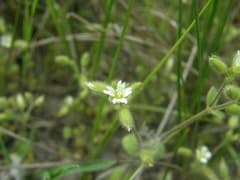 Snow in Summer (Cerastium pumilum)