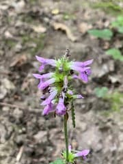 Wood Betony (Betonica officinalis)