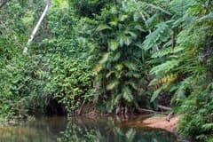 Rattan (Ceratolobus)