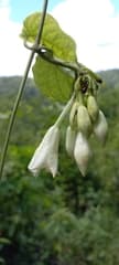 Fernaldia (Fernaldia)