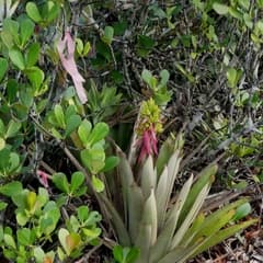 Aechmea (Aechmea aquilega)