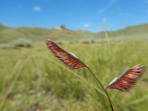 Blue Grama Grass (Bouteloua gracilis)
