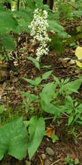Urophyllum elatum (Urophyllum)