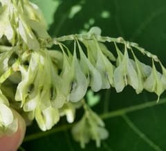 Japanese tiniaria (Tiniaria japonica)