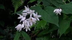 Deutzia (Deutzia)