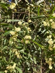 Scented Wattle (Acacia graveolens)