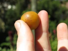 Podocarpus (Afrocarpus)