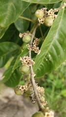 Tall vitex (Vitex altissima)