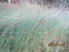 Bare Twig Rush (Baumea juncea)