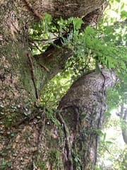 Rabbit's Foot Fern (Davallia trichomanoides)
