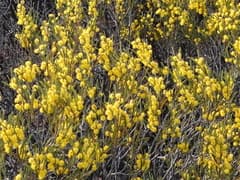 Mountain Wattle (Acacia montana)