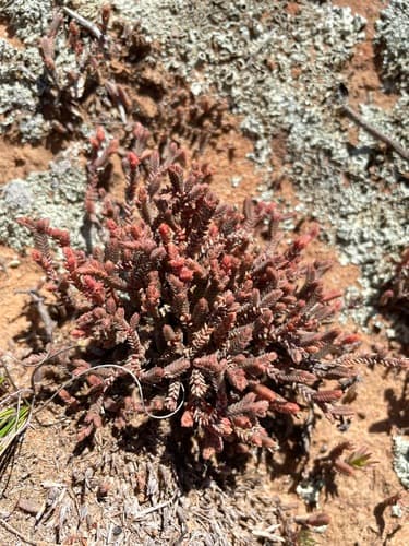 Watch Chain Plant (Crassula muscosa)