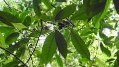 Cleidion siamense (Cleidion)