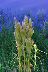 Bushy Bluestem (Andropogon glomeratus)
