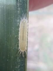 Saw-sedge (Gahnia)