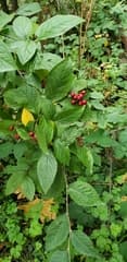 Common Cotoneaster (Cotoneaster cotoneaster)