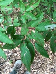 Fetterbush (Lyonia ovalifolia)