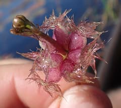 Inflexed Bladderwort (Utricularia inflexa)