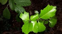 Oak-leaved Alseuosmia (Alseuosmia quercifolia)
