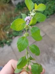 Field Mint (Mentha arvensis)