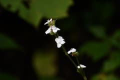 Gentle's Callisia (Callisia gentlei)