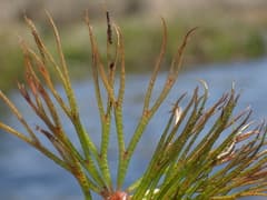 Spiny hornwort (Ceratophyllum muricatum)