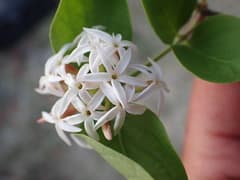 Azima (Azima)
