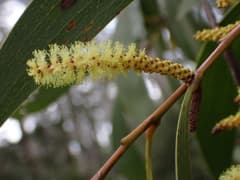 Dallachy's Wattle (Acacia dallachiana)