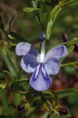 Blue Butterfly Bush (Rotheca)