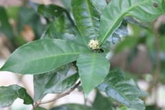 Hance's croton (Croton hancei)
