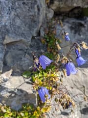Fairy's Thimble (Campanula cochlearifolia)