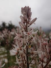 Asphodel (Asphodelus)