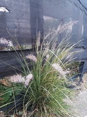 African Fountain Grass (Cenchrus setaceus)