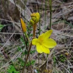 Glaucous Bulbine (Bulbine glauca)